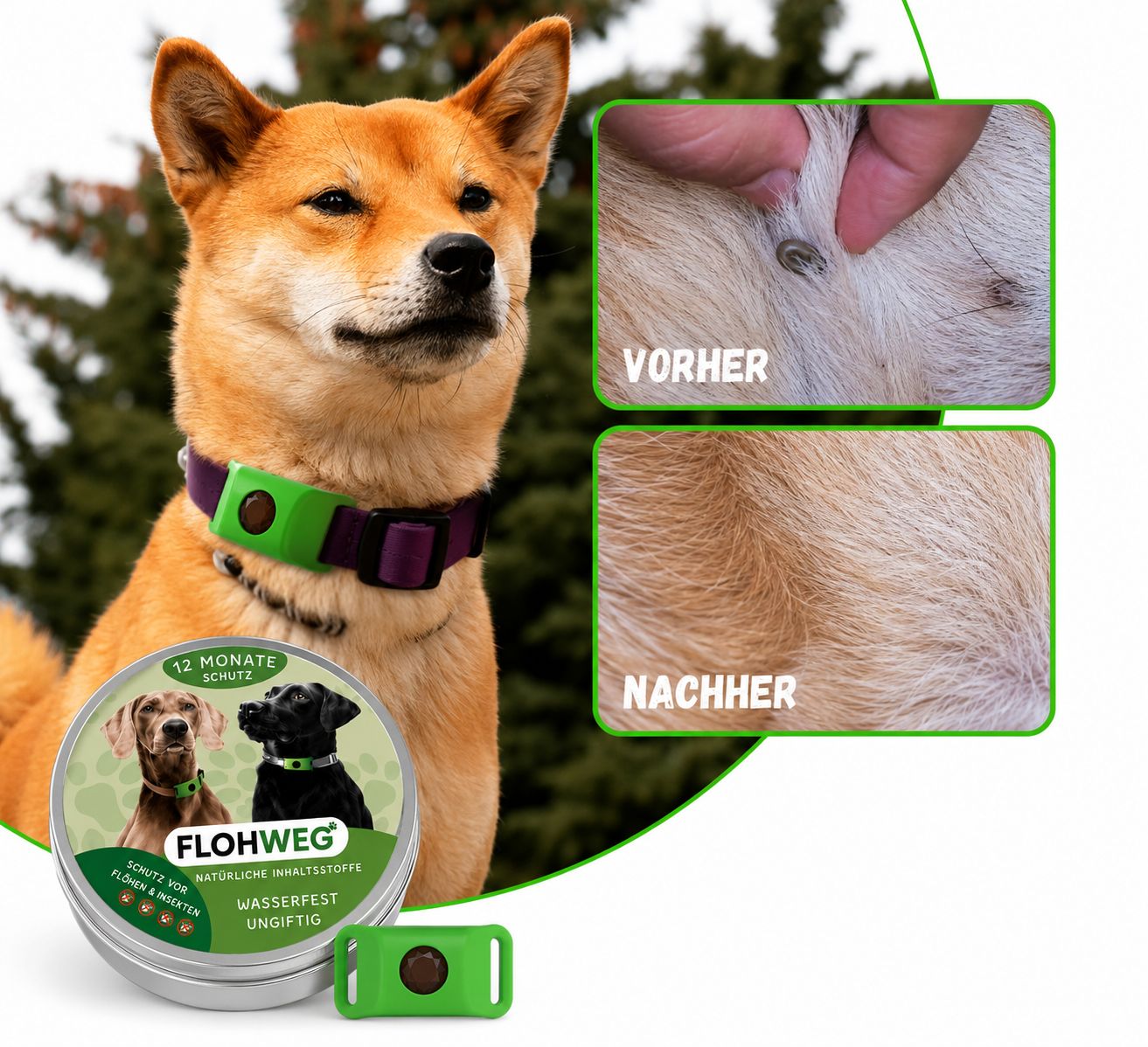 Hugo der Shiba: Vorher und Nachher